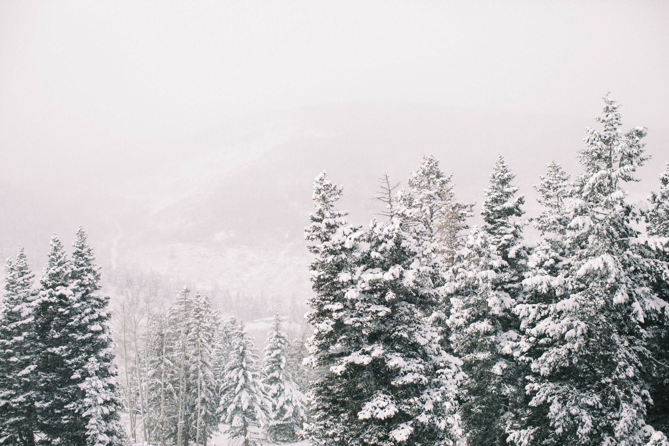 snowy trees on the slopes of deer valley ski resort in park city utah. photo taken by Megan Robinson Photography 