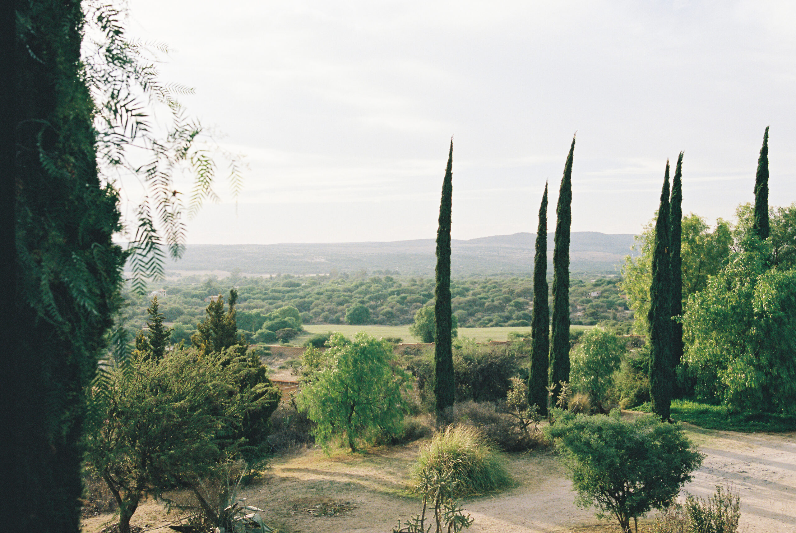 Beautiful green countryside in Mexico with tall trees